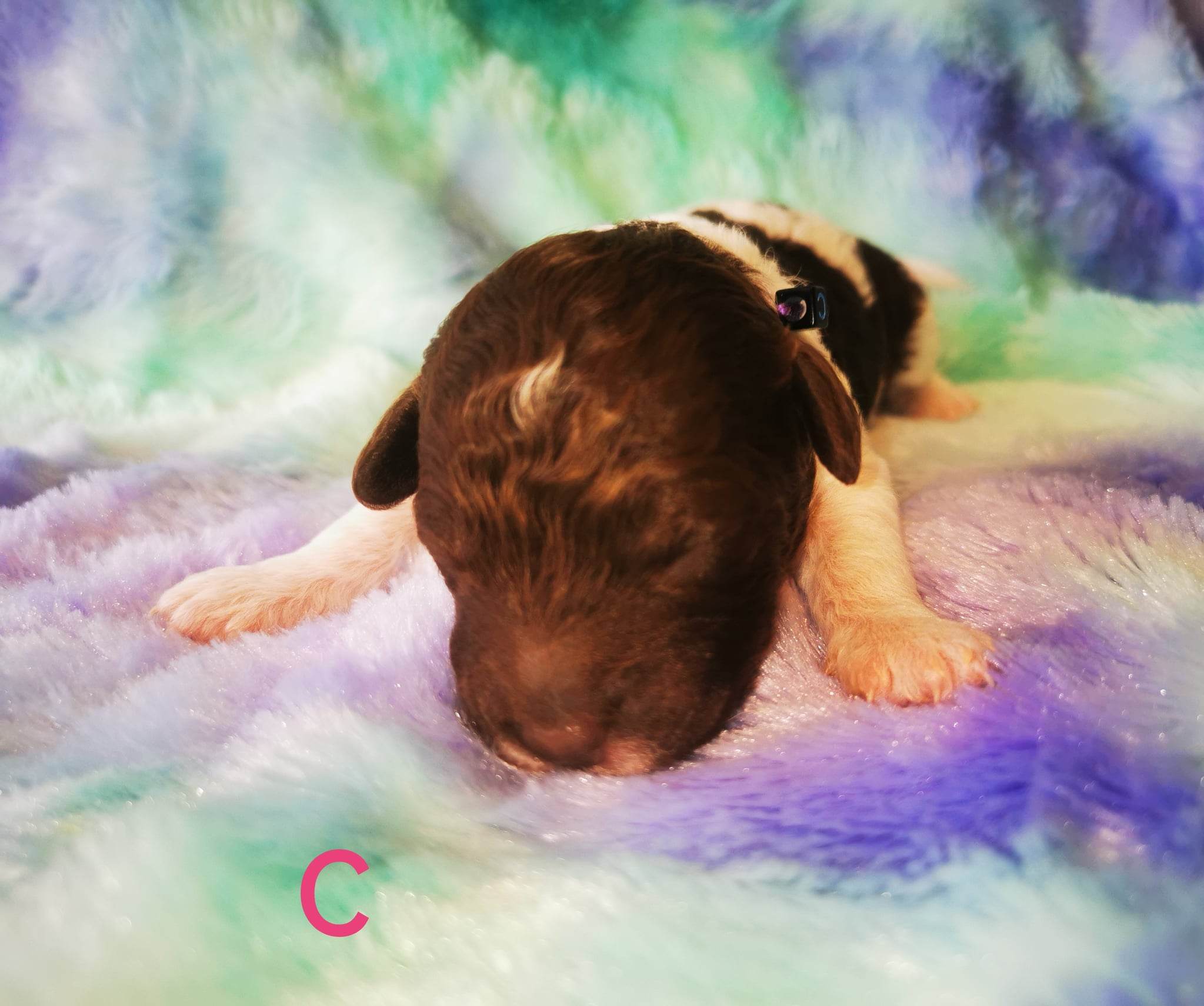 FCI Erkend