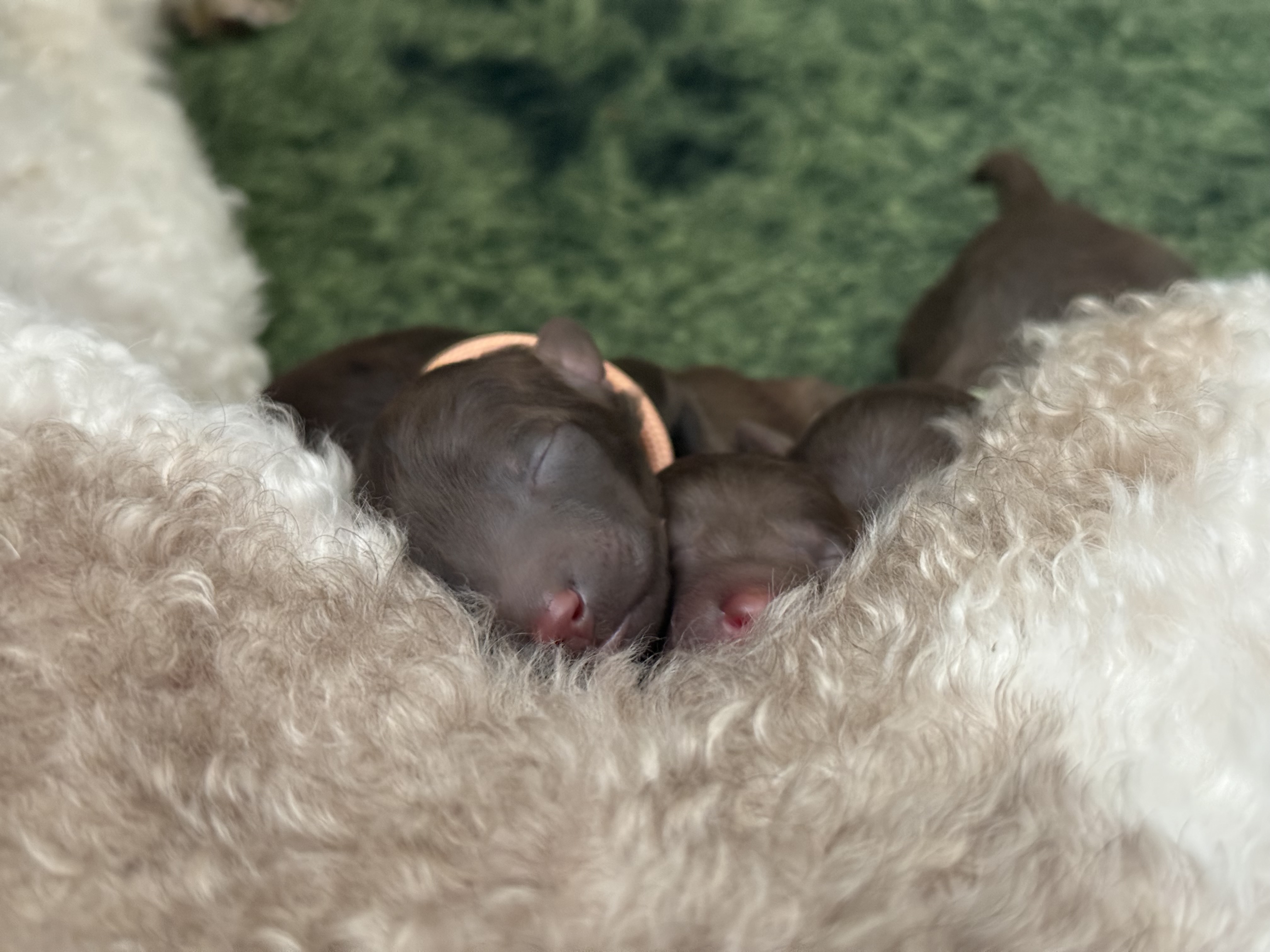 Pups geboren