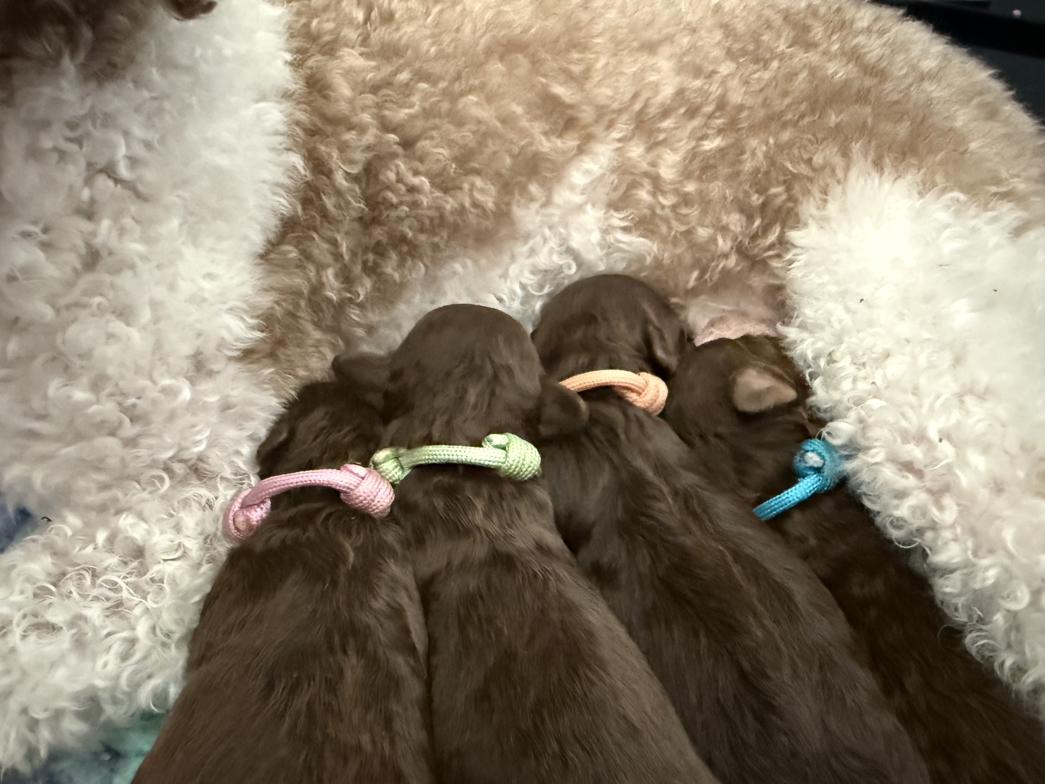 Pups 1 week oud