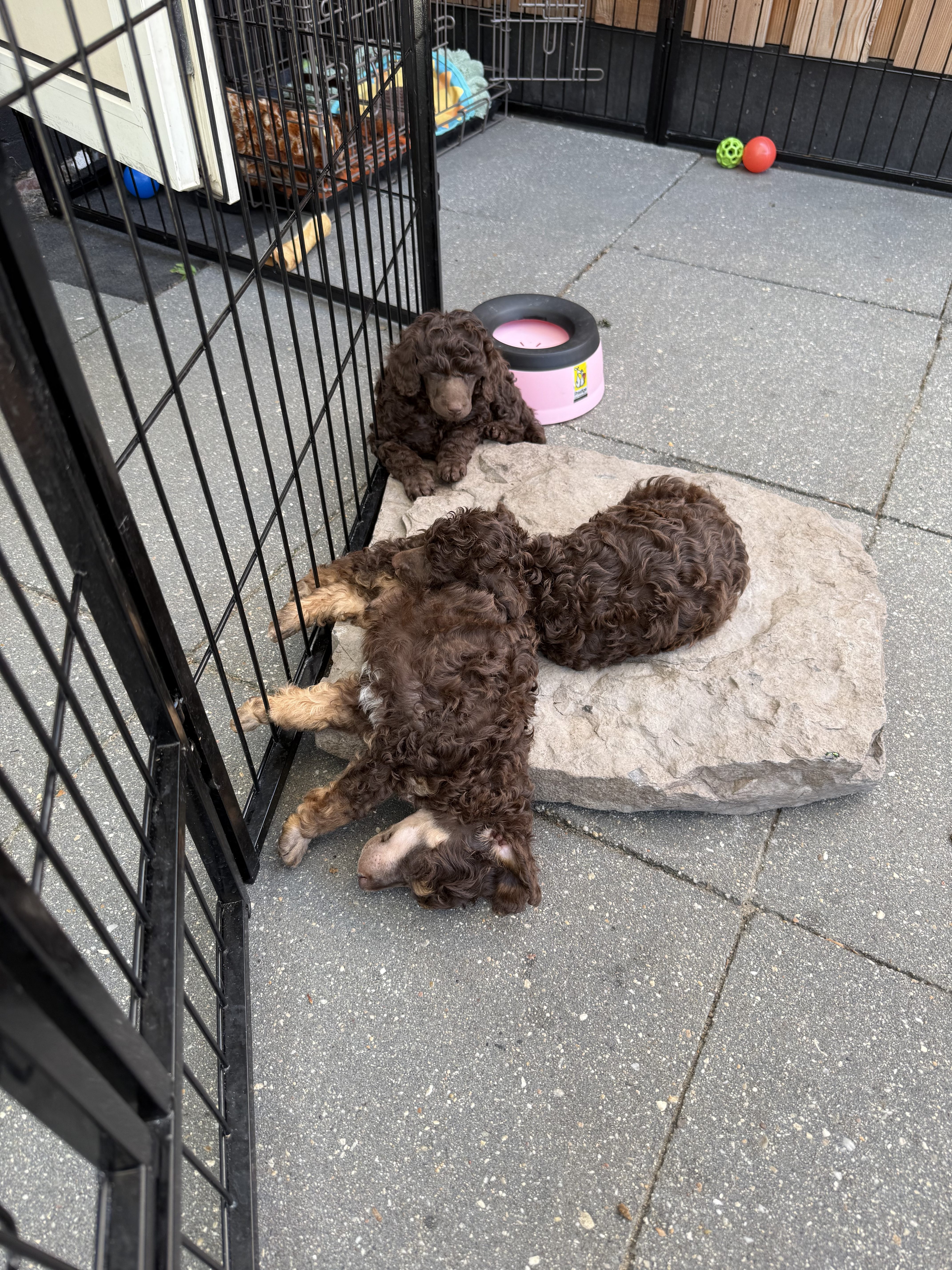 Pups 7 weken oud