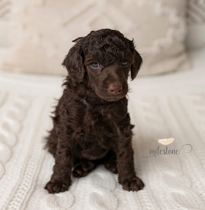 Pups 5 weken oud