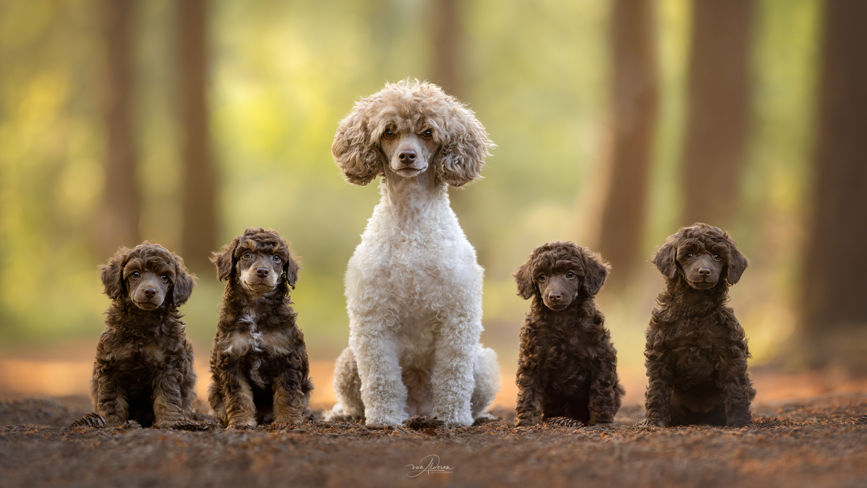 Alle pups zijn verhuisd
